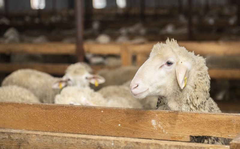 Qurban bayramı öncəsi qanunsuz fəaliyyət göstərən 42 heyvan satışı məntəqəsi ləğv edilib