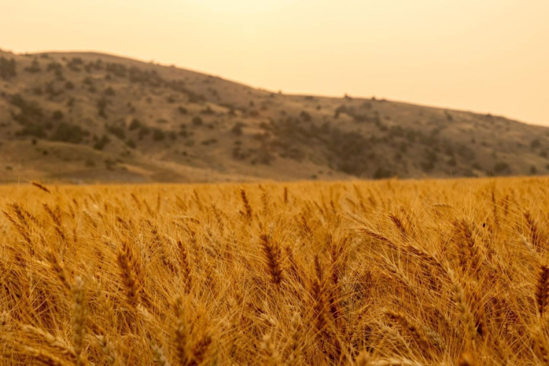 Dünya Bankı buğdanın qiyməti ilə bağlı proqnozunu yeniləyib