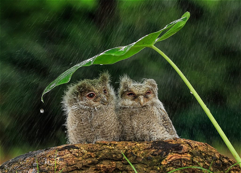 Aprelin son günü hava necə olacaq? - PROQNOZ